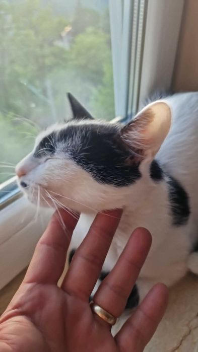 Oreo-motanel spre adoptie Vulcan,Hunedoara