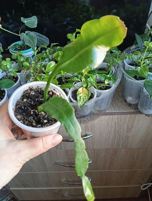 Отростки комнатных растений