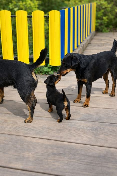 Немецкий Ягд терьер