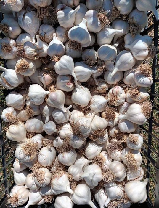 български БИО чесън