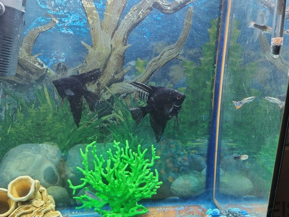 Продам аквариум 40литров
