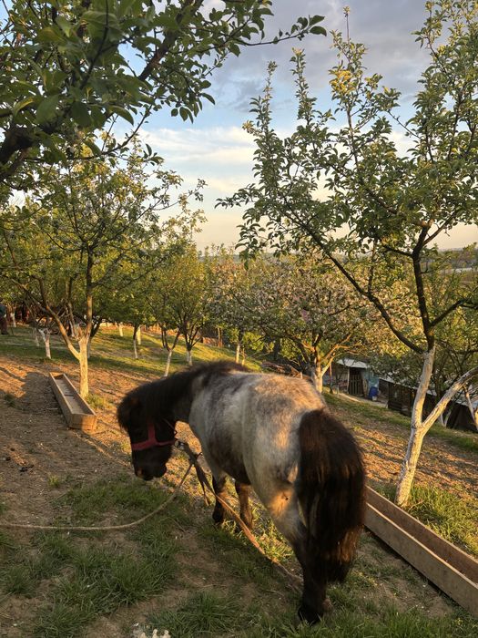 Vand ponei talie mica