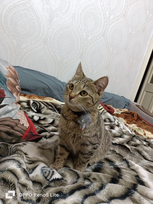 Отдам в добрые руки