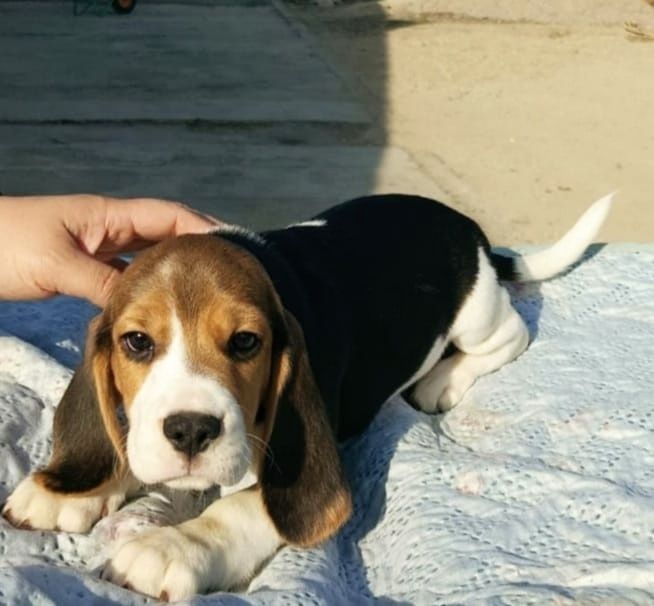 Малышка бигль с документами