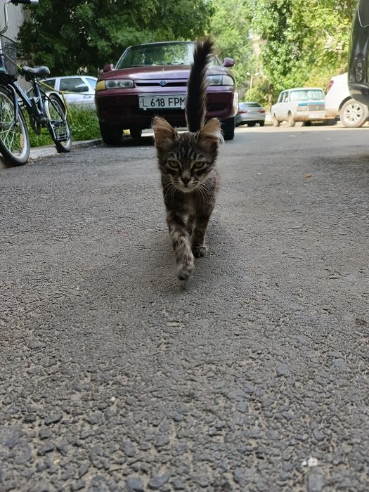Котенок в добрые руки