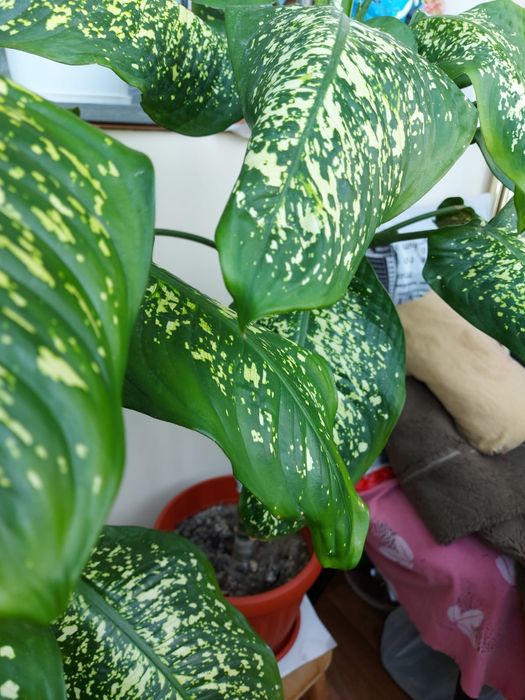 Продаются домашние цветы.