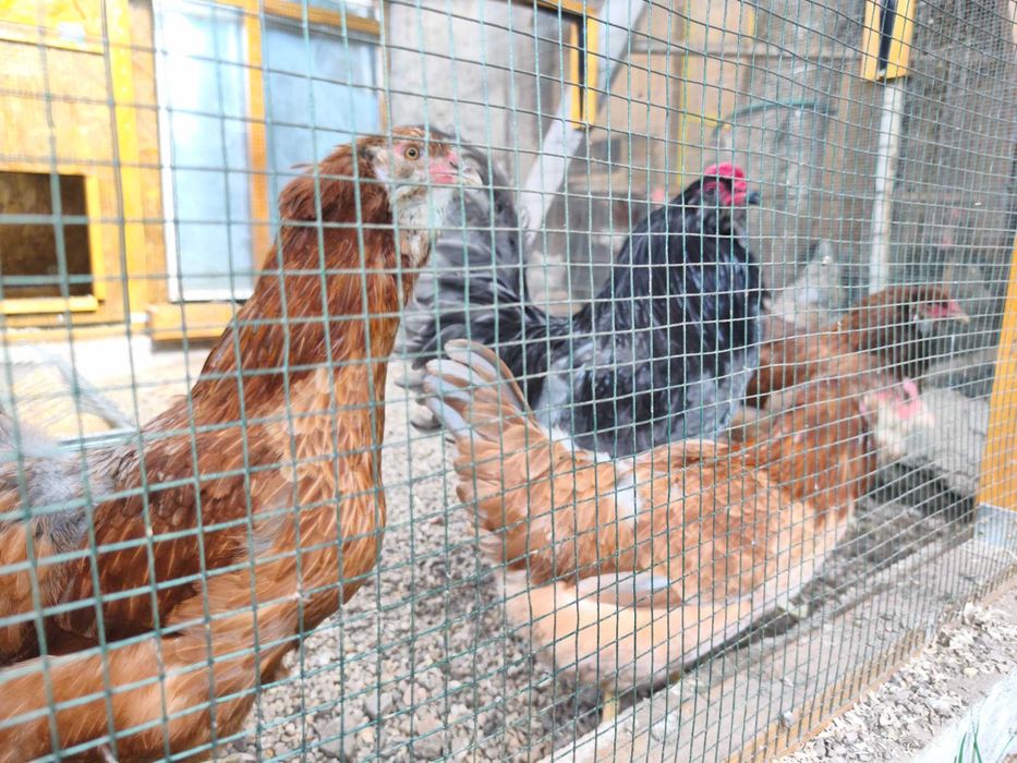 Ouă de incubat Ameraucana