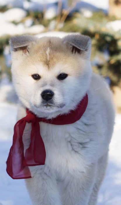 Японская акита.2