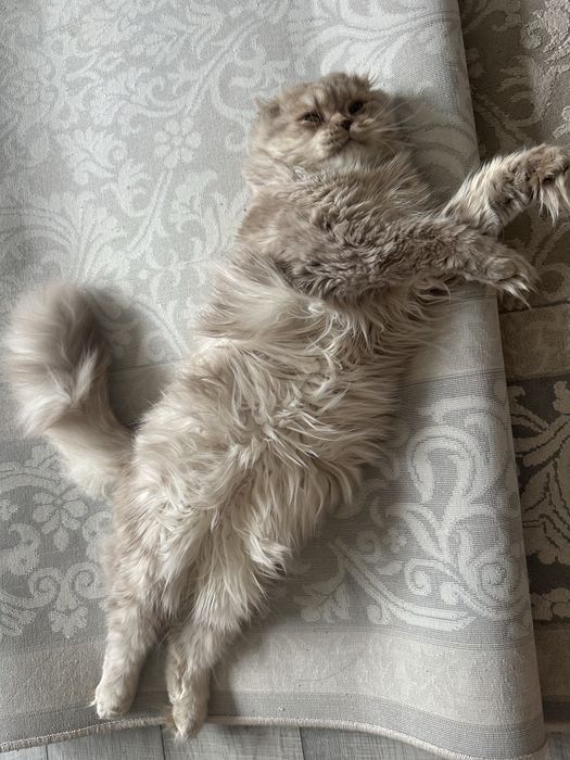 Продам кота срочно Скотиш фолд