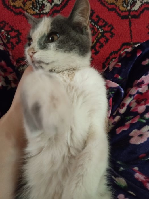 Toza uy mushugi pokiza