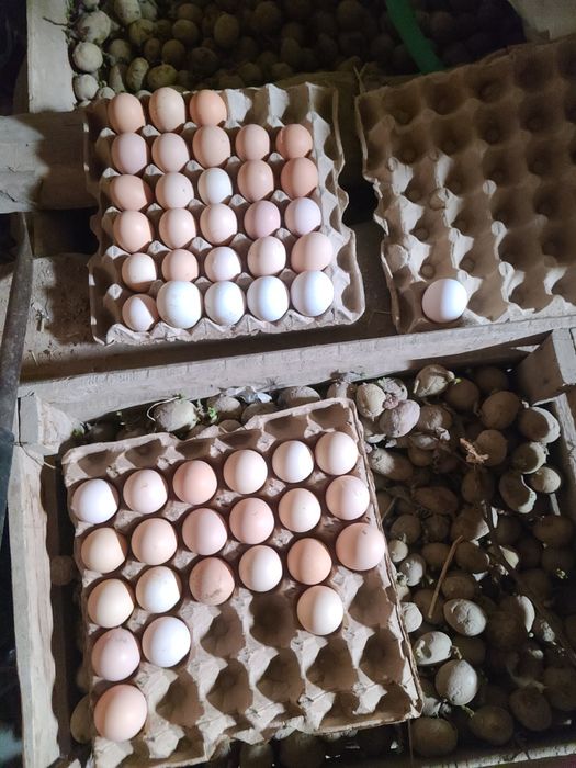 Брома тухумлар сотилади