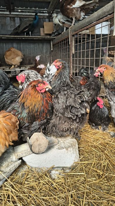 Vând cocoși Brahma