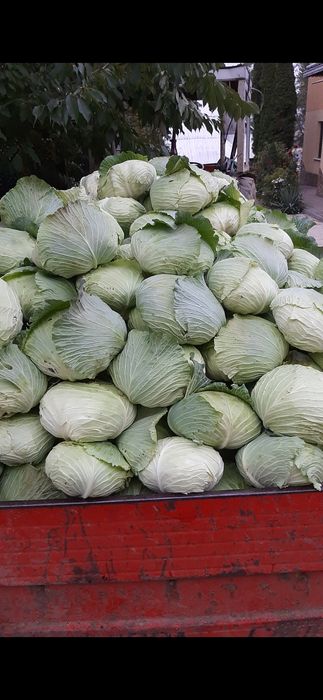 De vânzare:varză, cartofi,ceapă,morcov,sfeclă roșie