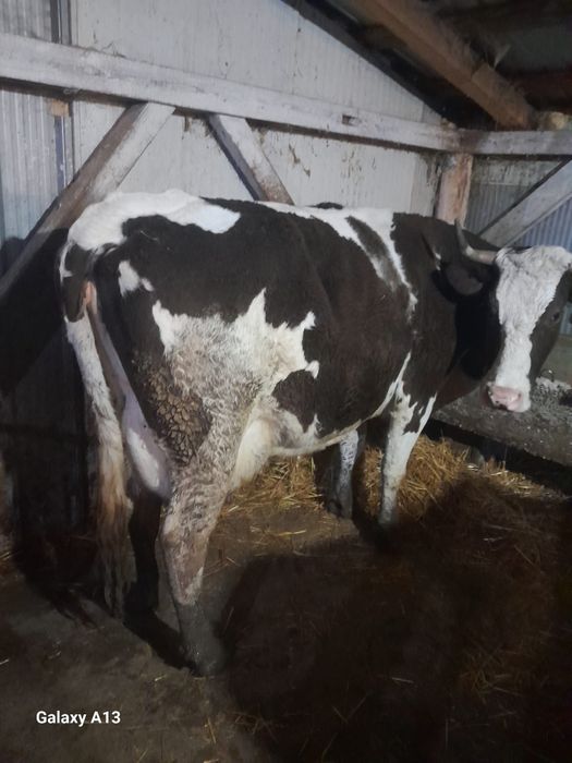 Vaca cu vitel de vanzare