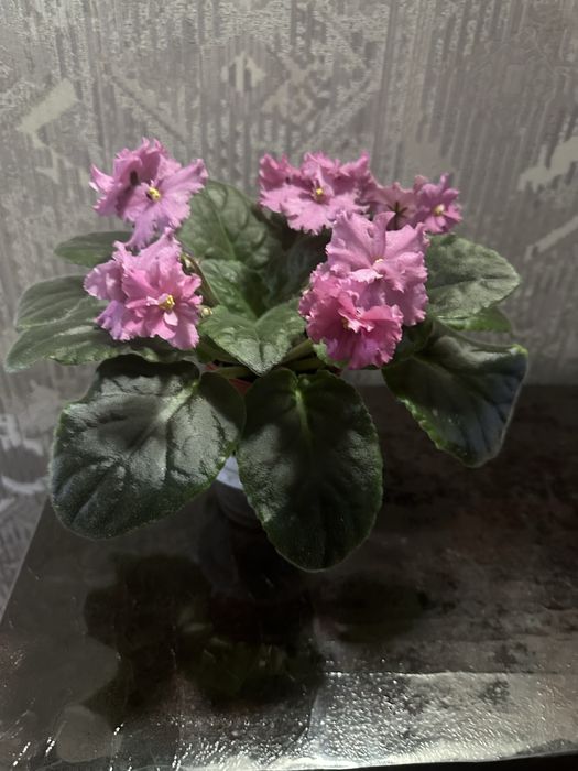 Продаются цветущие молодые фиалки первое цветение