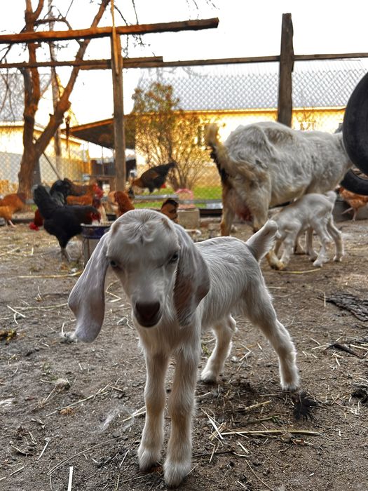 Лақтар/ Козляты  породистые