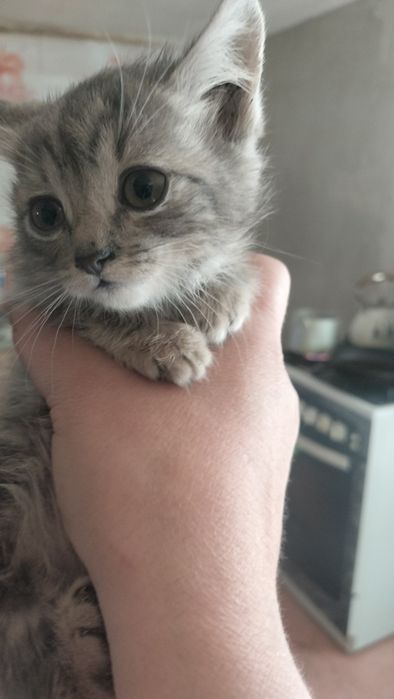 Котёнок мальчик в добрые руки