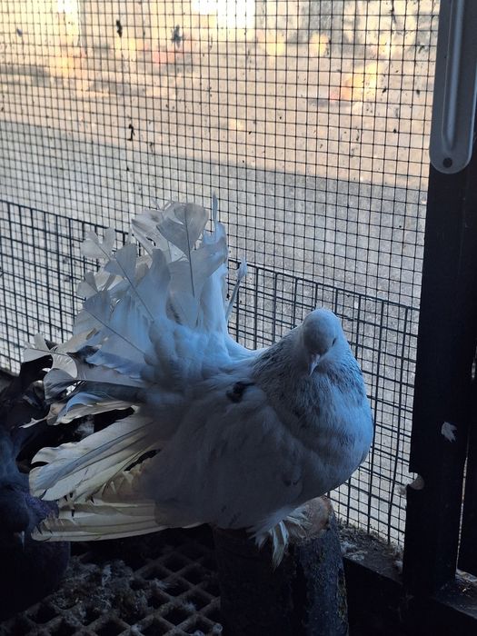 Indieni Voltați indieni