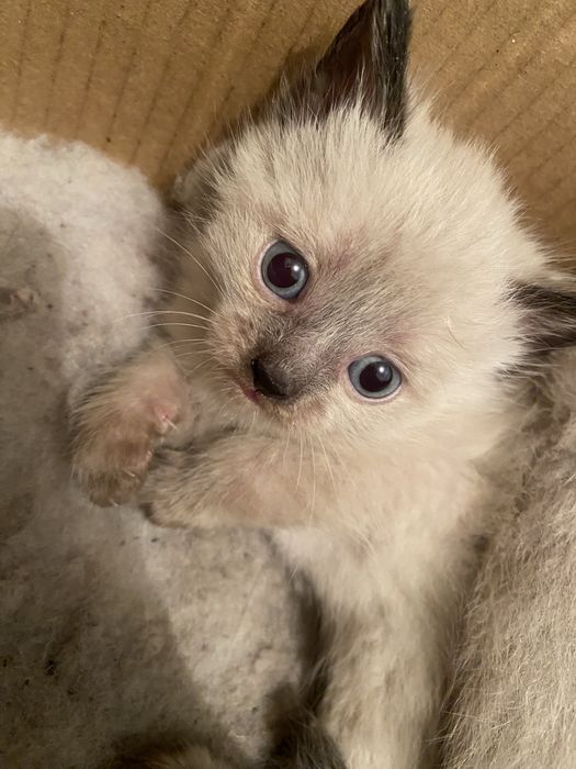 продается кошка маленькая