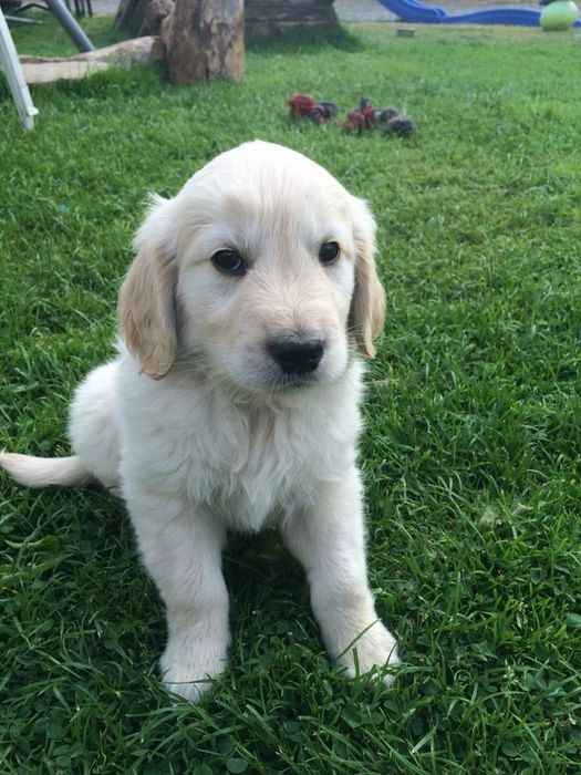 Golden retriever femelă disponibilă