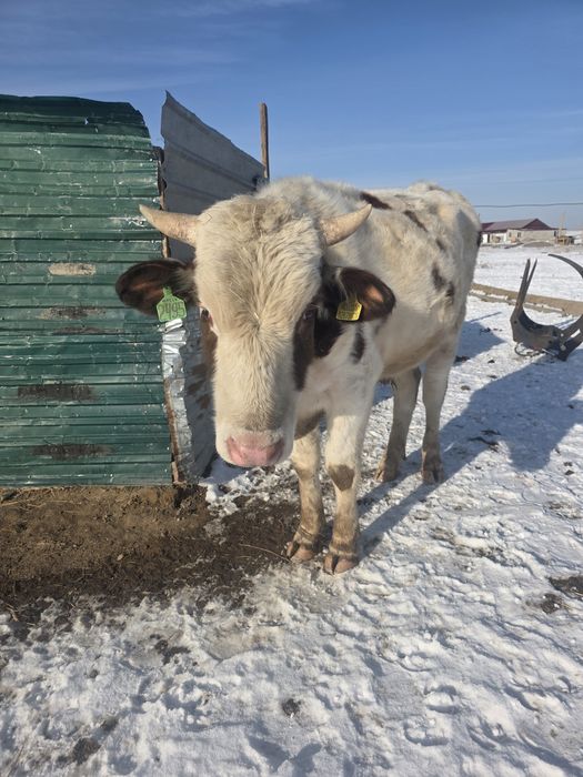 Продам бычка возраст 2 года