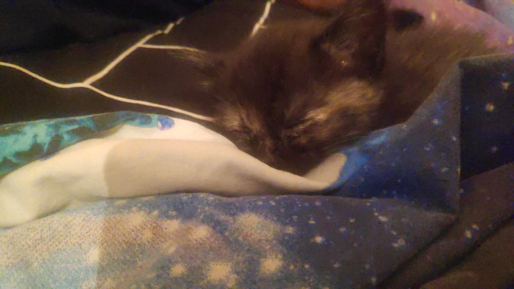 Продам котят прямоухих