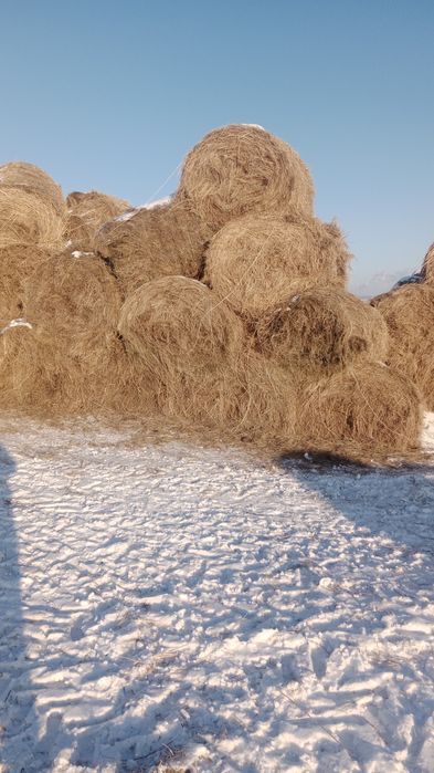 Продам сено луговое зелёное в круглых рулонах  по 7000 рядом с городом