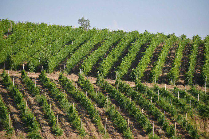 бизнес Агрофирма многопрофильная виноградарство и др возможности