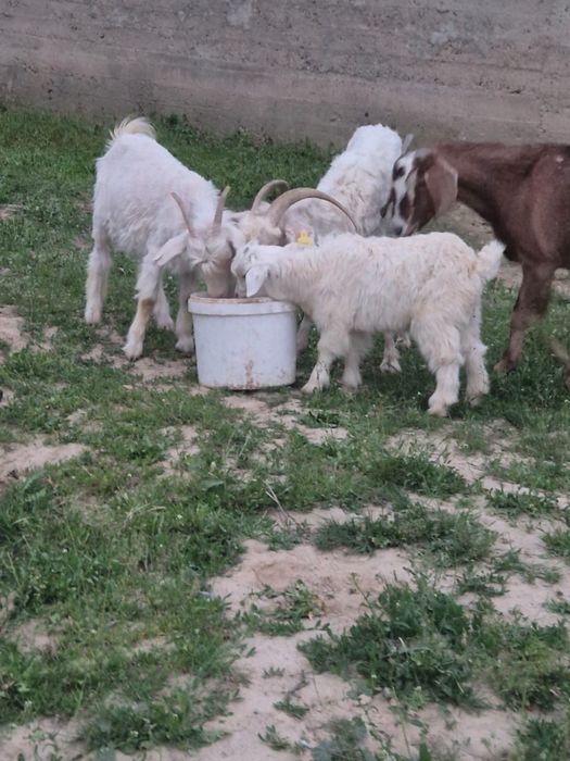 6бас ешкі сатылады