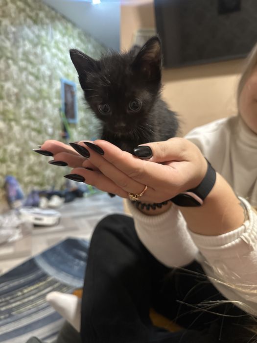 Отдам котят бесплатно