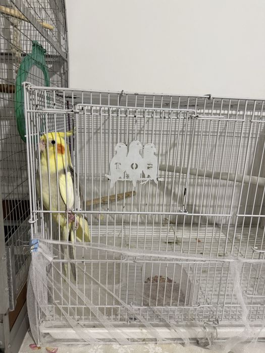 Корелла с клеткой