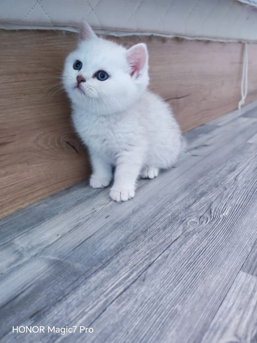 Клепоухи и правоухи сребърни чинчили