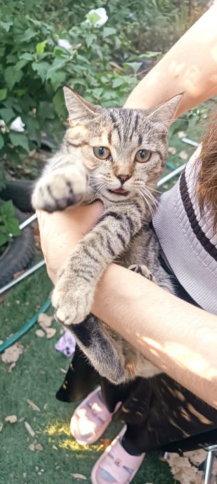 Девочка в добрые руки
