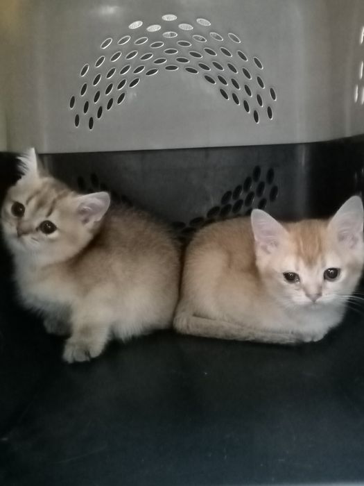 Котята золотая шиншилла