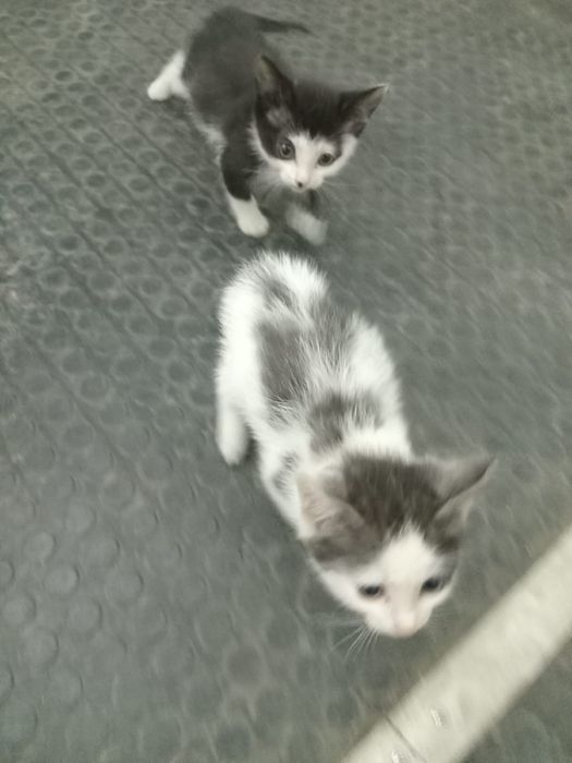 Отдаем котят в добрые руки