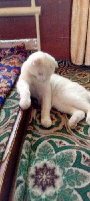 Кошшшкккккаааааа