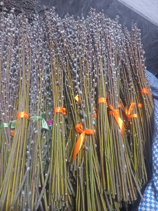 Верба 1 метровая