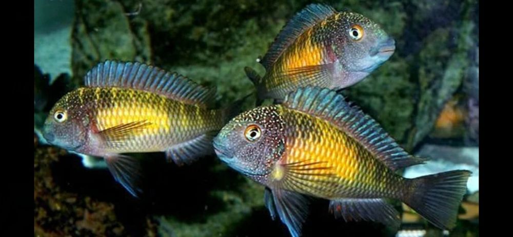 Африкански Цихлиди Танганика