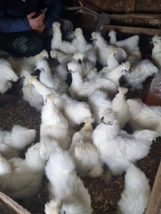 De vanzare 14 Cocosi Matase japoneza