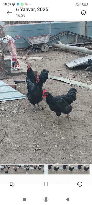 JERSI GIGANT xoʻrozlar