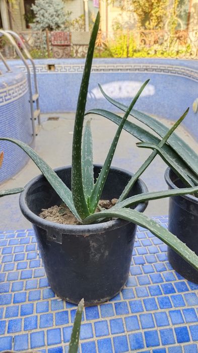 Алоэ Вера гули сотилади