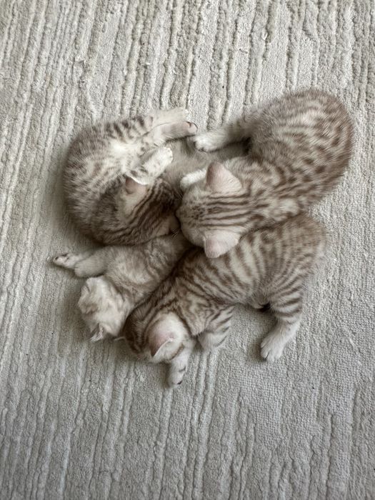 Продаются котята шотландцы