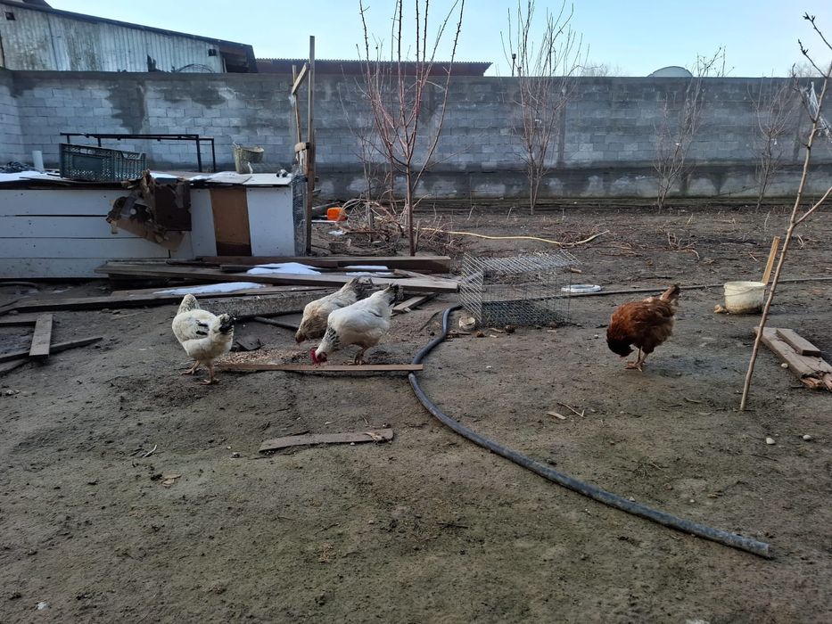 Куры Адлер несутся