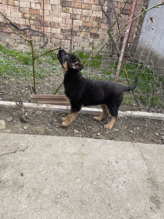 Pui Ciobănesc German