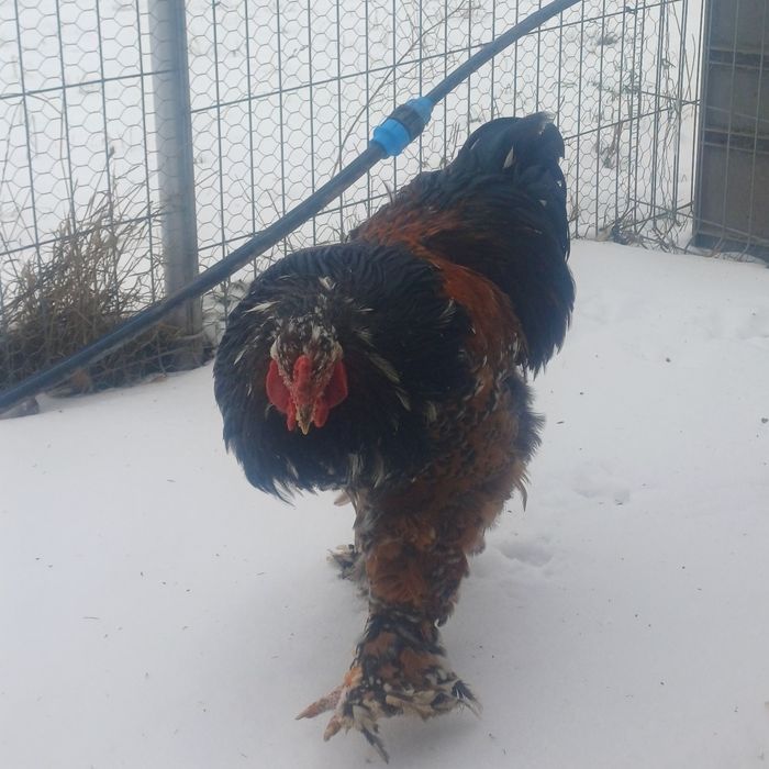 Vând cocos de rasa Bahma Porțelan