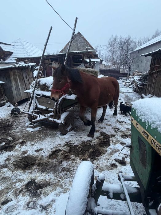 Vând mânză murgă