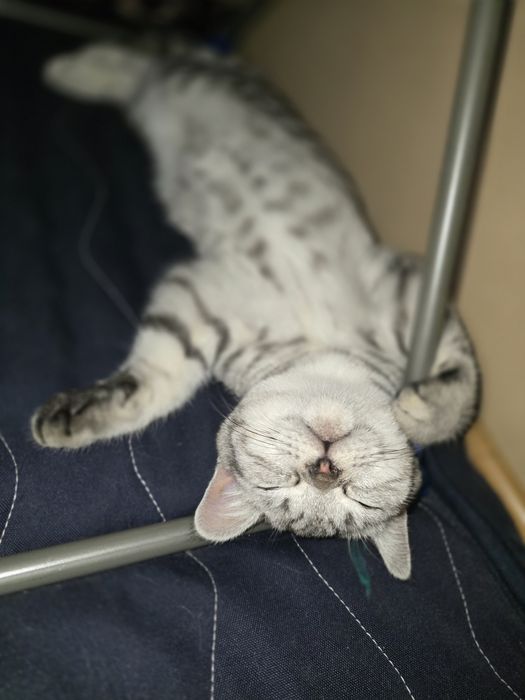 Продам Британского кота