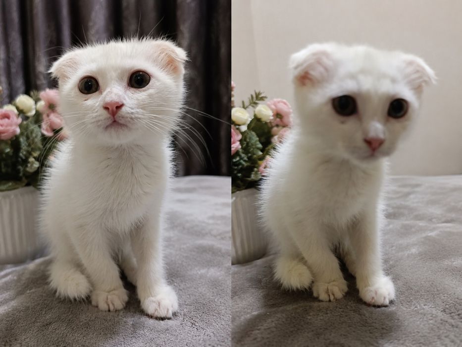 Продается девочка Скоттиш фолд