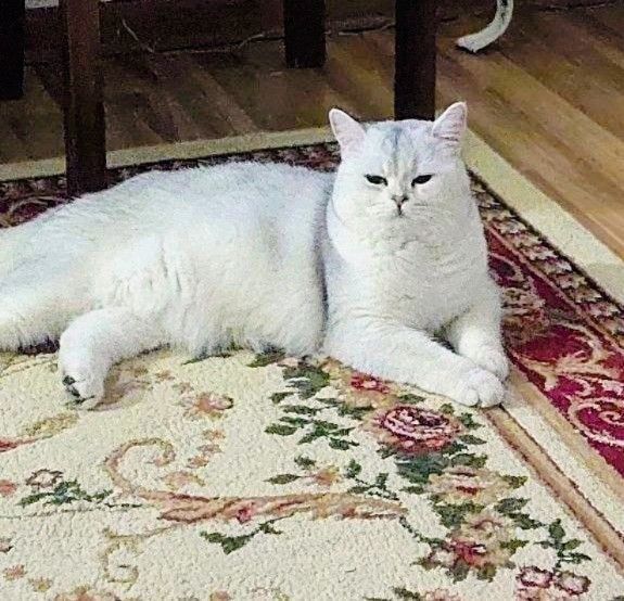 Британская серебристая шиншила Мальчик