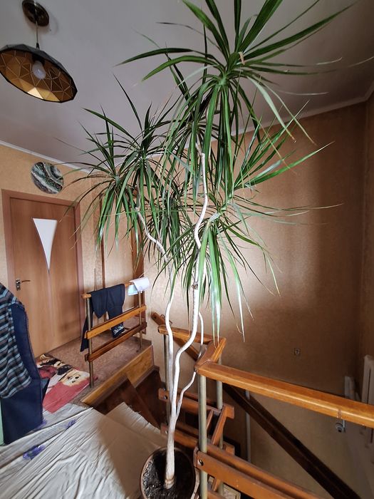 Драцена комнатная